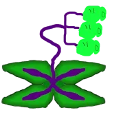 Xse