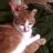 特斯拉橘猫